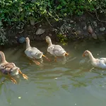 Le Moulin Ξενοδοχείο *